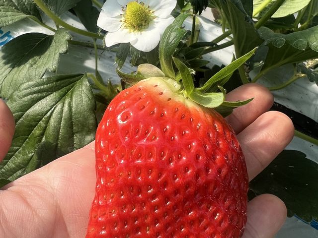 大きなイチゴ_森田いちご園