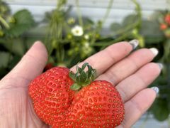 陽だまり農園の写真1
