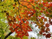 いいちこさんの吾妻渓谷の紅葉の投稿写真1