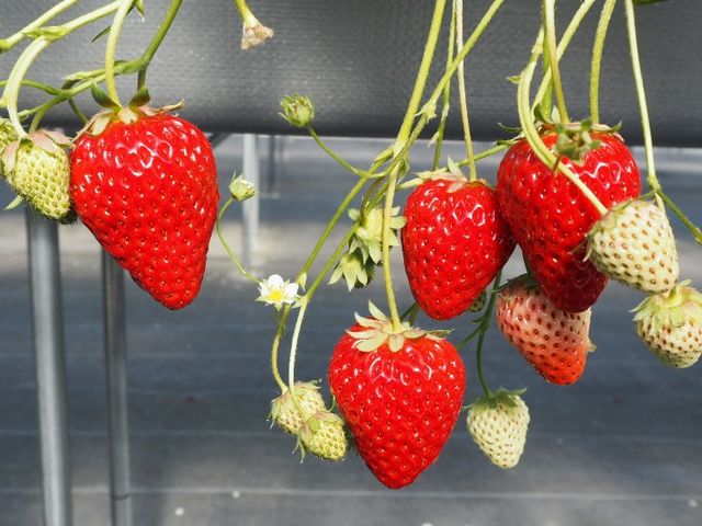 ツヤツヤ!白い花も可愛い_コムロベリーズファーム 季節の香り農園