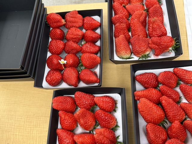 お土産用の苺_月虹いちご農園