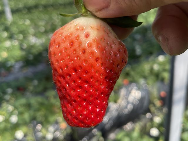 甘くて美味しいので皆さんも楽しんで下さい_SANO Strawberry Farm