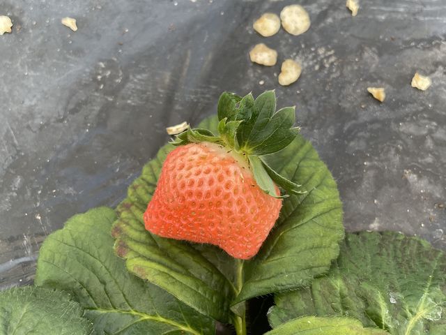 この苺は桃の味がしてとても美味しかったです。_SANO Strawberry Farm