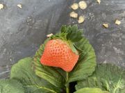 さんひでさんのSANO Strawberry Farmの投稿写真2