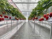 リエさんの神戸北まつばら農園の投稿写真2