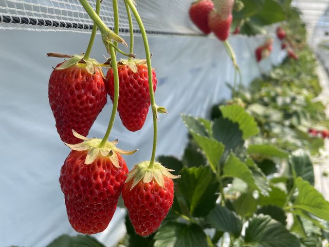 大き過ぎず美味しそうないちごが沢山!_いちごとお花畑 志村農園