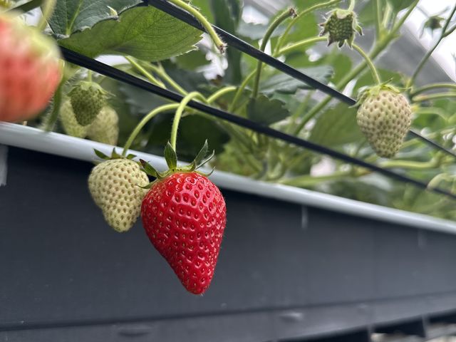 これの倍のサイズのいちごもあって食べ応えがありました!!_まる甚農園