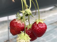 chachaさんのStrawberry Farm No.15 (the Farm UNIVERSAL いちご園)への投稿写真2