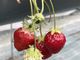 chachaさんのStrawberry Farm No.15 (the Farm UNIVERSAL いちご園)への投稿写真2