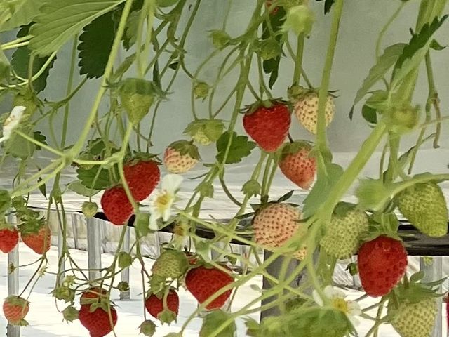 美味しくて食べすぎ注意ですね。_mogberry(モグベリー)