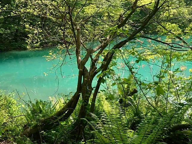 青沼_五色沼自然探勝路