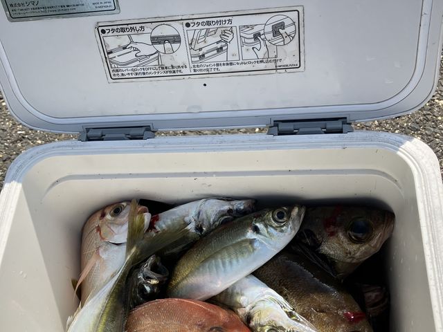 釣果です♪_ゲストハウスのスタジオ51