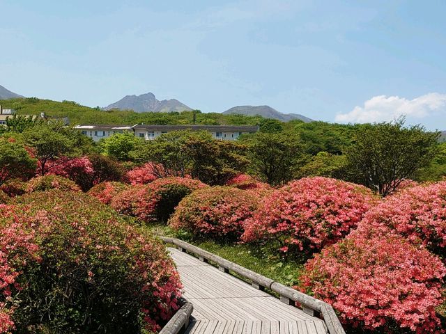木道_八幡のツツジ