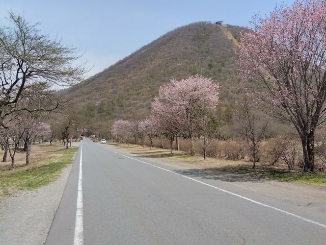 湖畔のサクラロード_榛名湖畔