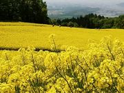 yu‐cyanさんの三ノ倉スキー場の投稿写真1