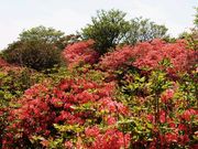 yu‐cyanさんの八幡のツツジの投稿写真1
