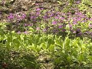 山屋さんの御嶽(三嶽)の投稿写真1