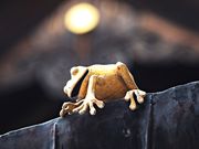 あっくんさんの尾山神社の投稿写真3