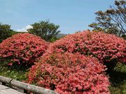 yu‐cyanさんの八幡のツツジの投稿写真1