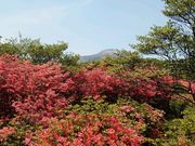 yu‐cyanさんの八幡のツツジの投稿写真1