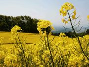 yu‐cyanさんの三ノ倉スキー場の投稿写真1