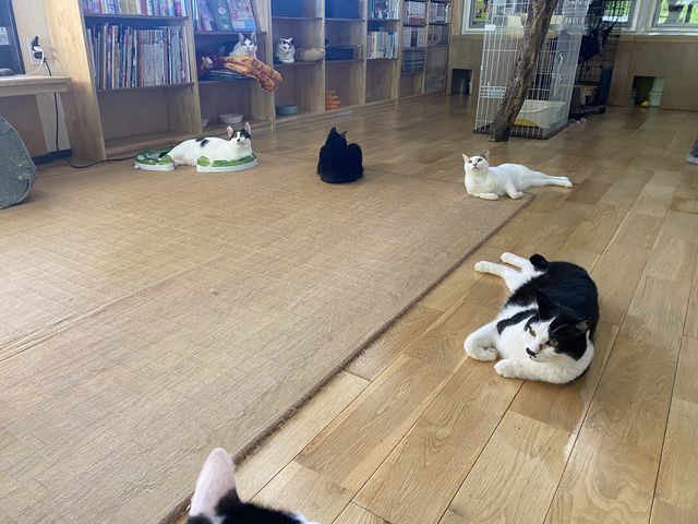 20匹以上の個性あるネコちゃんが皆可愛かったです♪_にゃんliving