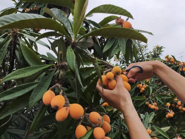 美味しいびわでした_里山なかくら