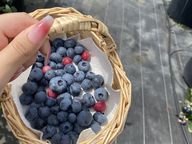 摘んでカゴに集めてから冷やして食べました_ブルーベリーランドシャフト