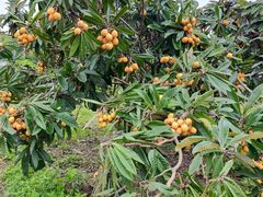 里山なかくらの写真2