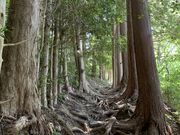 スターさんの蔦の細道の投稿写真1