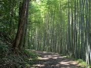 スターさんの宇津ノ谷峠の旧東海道の投稿写真1