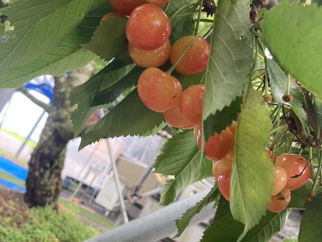 さくらんぼの種類によっては真っ赤な実もありました。
とっても美味しかった。_桜桃園