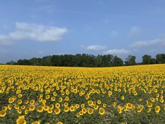 北竜町ひまわりまつりの写真1