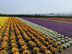 ファーム富田のラベンダーの写真2