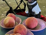 COCOさんのあすなろ園の投稿写真1