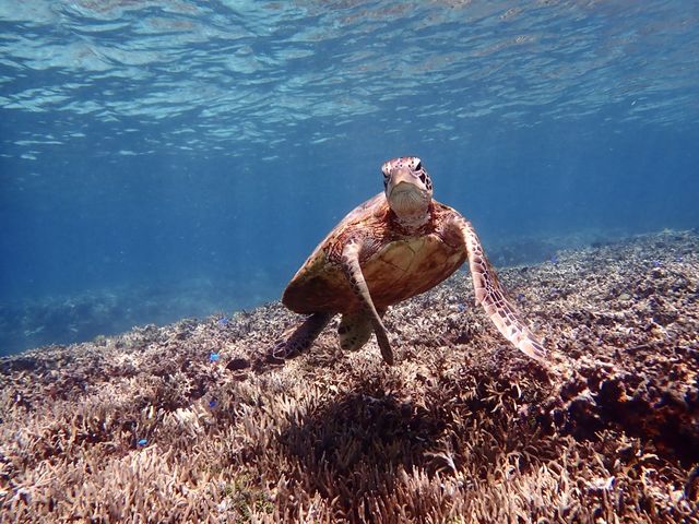 食いしん坊の海亀ちゃん_PolePolemarine385