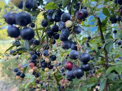 うえだブルーベリー畑の写真1