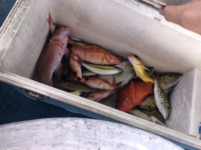 珍しいお魚たくさん!_宮古島 船ツリ クラブ