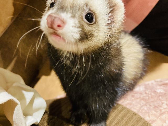 フェレットさん_HARRY横浜店