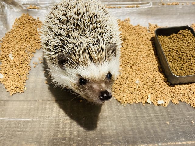 ハリネズミさん_HARRY横浜店