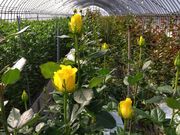 ますみさんのかわさき花園の投稿写真1