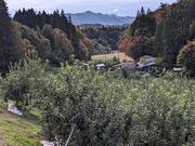 角刈りの松さんの佐川果樹園の投稿写真1