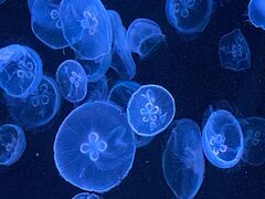 すみだ水族館の写真1