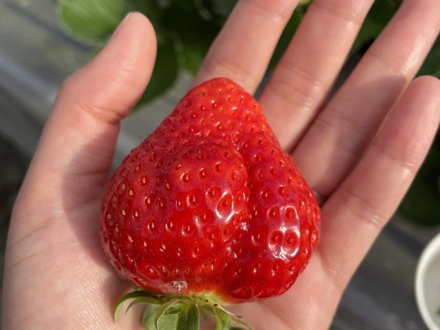 大ぶりないちごほど甘かったです_やすこうち農園