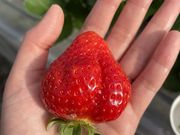 Aさんのやすこうち農園の投稿写真1