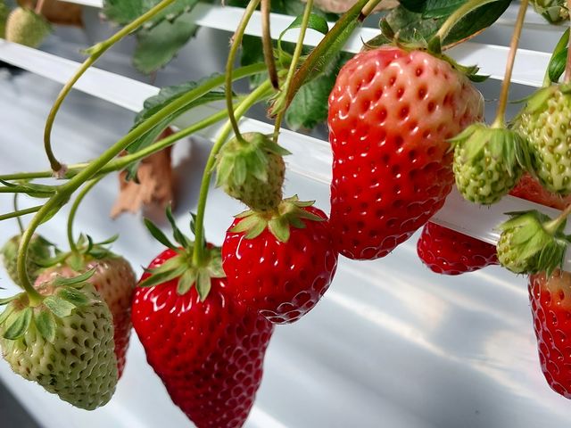 好みのいちごに出会えるよ_げんき農場