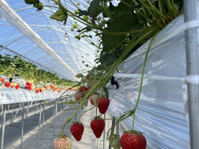 広い間隔でゆったりとしたスペース。いちごも美味しい!_TAiSHi farm