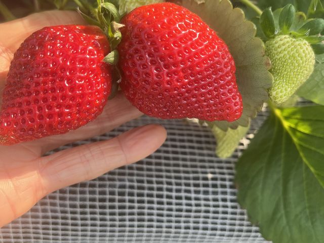 甘くて大きい双子いちご_さくらファーム