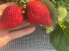 さくらファームの写真1