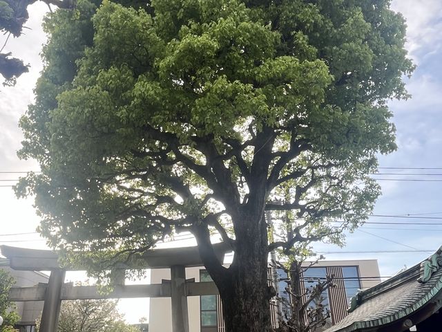 大きな木_麻布氷川神社